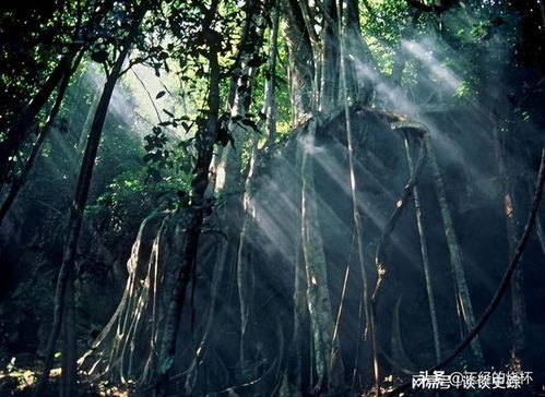 西双版纳天气预报，雨林深处的气候密码，藏着旅行的最佳时机